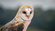 African Barn Owl closeup looking for prey with blurred background