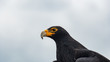 Verreaux's Black Eagle closeup shot of head