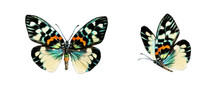 Set Two Beautiful Colorful Bright  Multicolored Tropical Butterflies With Wings Spread And In Flight Isolated On White Background, Close-up Macro.
