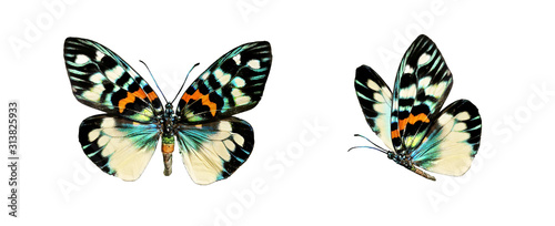 Fotomural Set two beautiful colorful bright multicolored tropical butterflies with wings spread and in flight isolated on white background, close-up macro