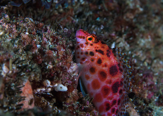 Canvas Print - Spotted hawkfish (Cirrhitichthys oxycephalus)  side view of a brightly colored fish with dark spots sitting on the reef.