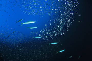 Sticker - Sardines and tuna fish 