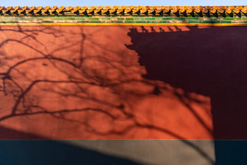 Wall Mural - tree and building shadow on Chinese red palace wall and decoration tile roof in forbidden City, Beijing, China