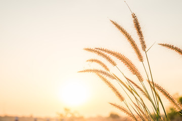 Wall Mural - grass flower on sunset background