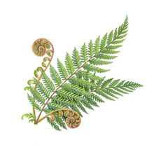 Silver Fern Hand Drawn Pencil Illustration Isolated On White