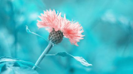 Wall Mural - pink cornflower on a beautiful turquoise toned background. beautiful spring flower border. selective
