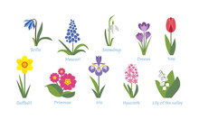 Spring Flowers Set. Crocus, Tulip, Hyacinth, Lily Of The Valley, Muscari,  Scilla, Snowdrop, Narcissus, Primrose And Iris Isolated On White Background. Vector Illustration, Icon In Flat Simple Style.