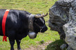 Vache de la race d'hérens en Suisse