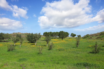 Sticker - The cloudy sky and blossoming  fields