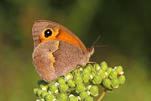 Eastern Meadow Brown Butterfly; Maniola Telmessia