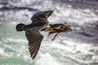 Close up of a flying Cape Cormorant (Phalacrocorax capensis) carrying seaweed for nesting, South Africa