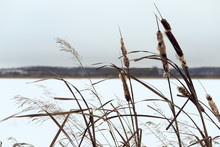 Dry Reeds On The Lake In Winter