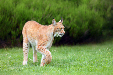 Poster - The Eurasian Lynx (Lynx lynx), portrait. Eurasian lynx in the garden.Big lynx on green background.