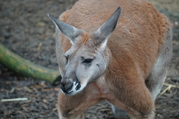 Wall Mural - Red kangaroo