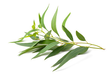 eucalyptus branch