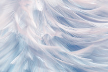 Image Nature Art Of Wings Bird,Soft Pastel Detail Of Design,chicken Feather Texture,white Fluffy Twirled On Transparent Background Wallpaper Abstract. Coral Pink Color Trends And  Vintage.