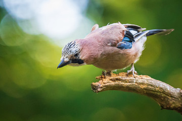 Wall Mural - Eurasian jay bird (Garrulus glandarius) perched on a branch, Summer colors