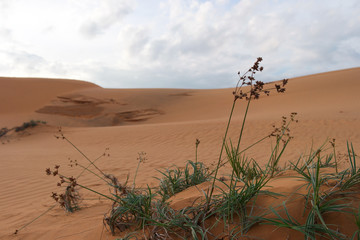 Desertification by Global Warming