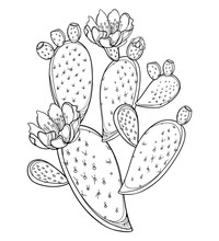 Branch Of Outline Indian Fig Opuntia Or Prickly Pear Cactus, Fruit, Flower And Spiny Stem In Black Isolated On White Background.