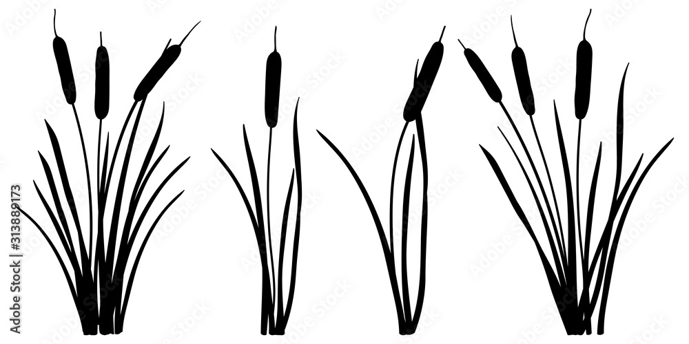 Set of simple silhouettes of Bulrush or reed or cattail or typha leaves in black isolated on white background.  - obrazy, fototapety, plakaty 