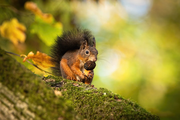 Wall Mural - red squirrel, sciurus vulgaris, sitting on a moss covered branch and holding a nut in autumnal fores