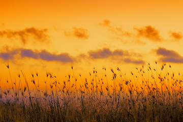 Wall Mural - Seashore with tall dry grass at sunset. Golden sunset over sea. Grass against dramatic evening sky. Nature background