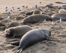 ( Mirounga Angustirostris) Scene From The Northern Elephant Seal Rookery At Piedras Blancas, Central Coast California
