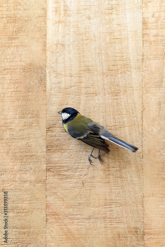 Fotomural Small dead tit on an old wooden board