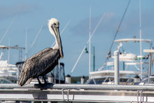 Pelican Standing On A Railing In A Marina
