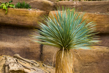 Yucca Tree In Closeup, Tropical Plant Specie From The Desert Of America