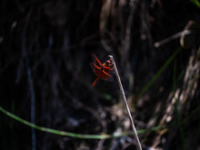 Red Dragonfly On The Stick Free Stock Photo - Public Domain Pictures
