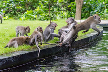 Aggressive Monkey Fight By The Creek