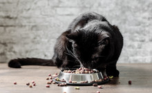 Black Cat Eating Dry Colorful Food In Metal Bowl On Wooden Floor On Gray Wall Background