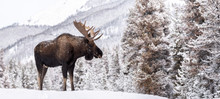 Moose In Snow In Jasper Canada 