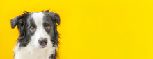 Funny Studio Portrait Of Cute Smilling Puppy Dog Border Collie Isolated On Yellow Background. New Lovely Member Of Family Little Dog Gazing And Waiting For Reward. Pet Care And Animals Concept Banner