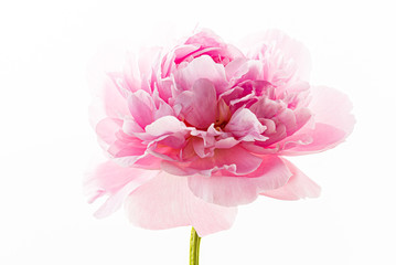 fresh peony flower on the white background