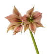 Flower Hippeastrum (amaryllis) Butterfly Group 