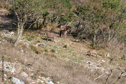 Fotomural Wild Sika deer in japanese landscape on Mt Ibuki, Shiga Prefecture