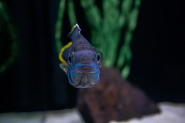 aquário peixes coloridos em águas azuis escuras