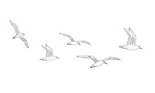Vector Hand Drawn Doodle Sketch Flock Of Seagulls Flying Isolated On White Background