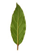 Laurel leaf isolated