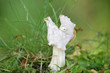 Helvella crispa, known as the white saddle, elfin saddle or common helvel, wild edible mushrooms from Finland