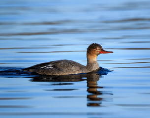 Wall Mural - duck in the water, swimming female merganser in a open lake