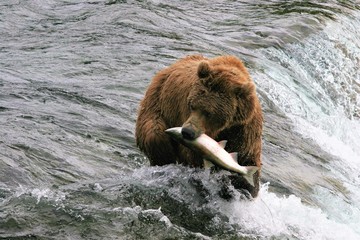 brown bear catxhing a salmon at the falls