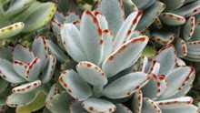 Close Up Of Hairy/Waxy Leaf Succulent Plant