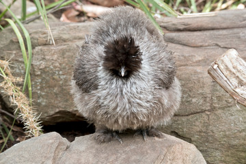 Canvas Print - the silkie bantam is standing on a rock