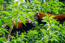 Pair Of Red Pandas Interacting