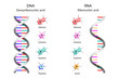 Illustration of Image poster, Differences in Structure of DNA and RNA molecules, scientific icon spiral.