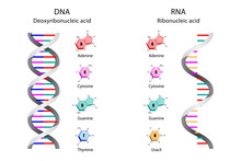 Illustration Of Image Poster, Differences In Structure Of DNA And RNA Molecules, Scientific Icon Spiral.