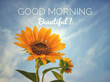 Inspirational quote - Good morning beautiful, With sunflower blossom closeup on bright blue sky background in low angle view. Words of morning greeting concept with fresh nature.